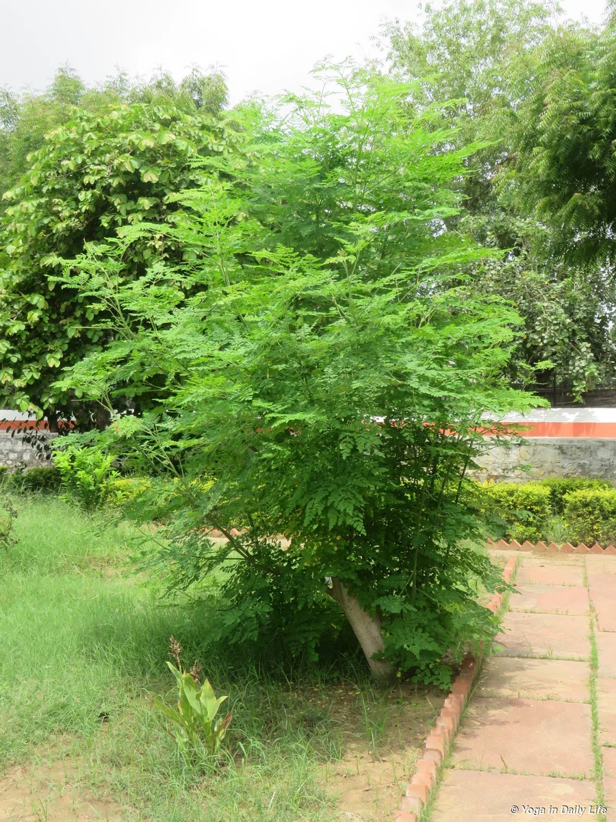Healthy and bushy moringa